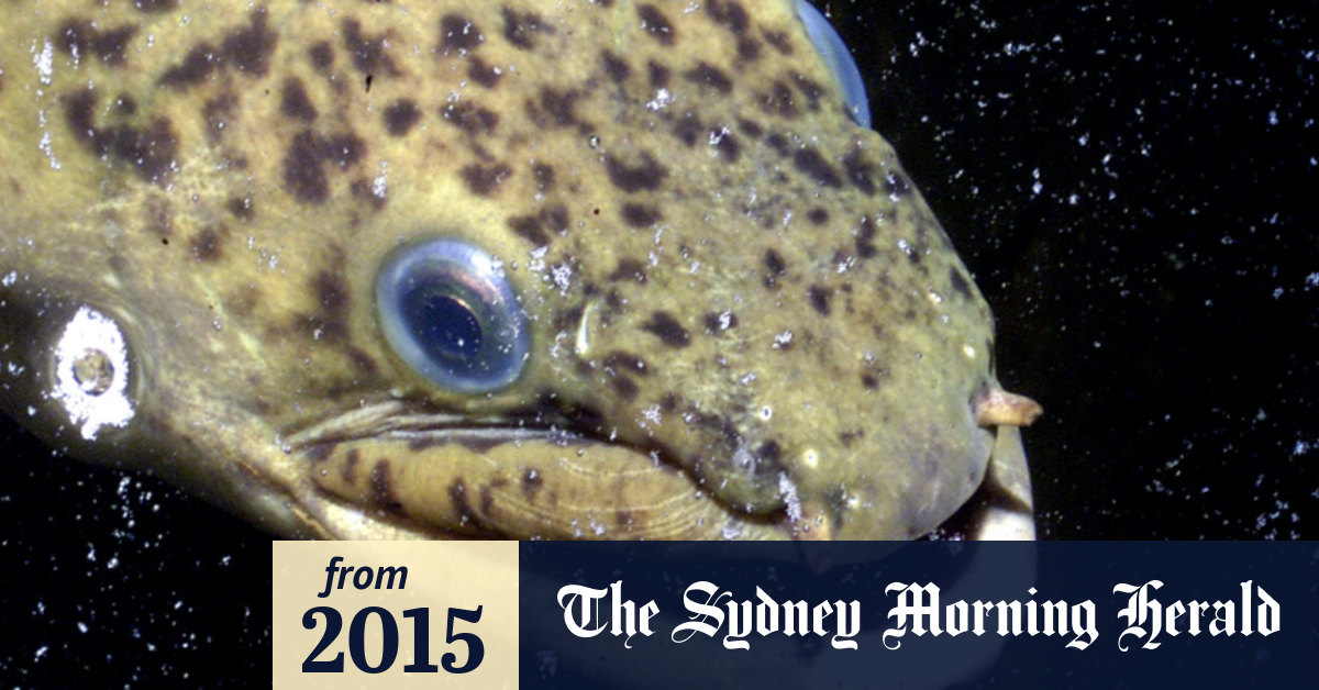 Electric eels use an astonishing science trick to double zap large prey